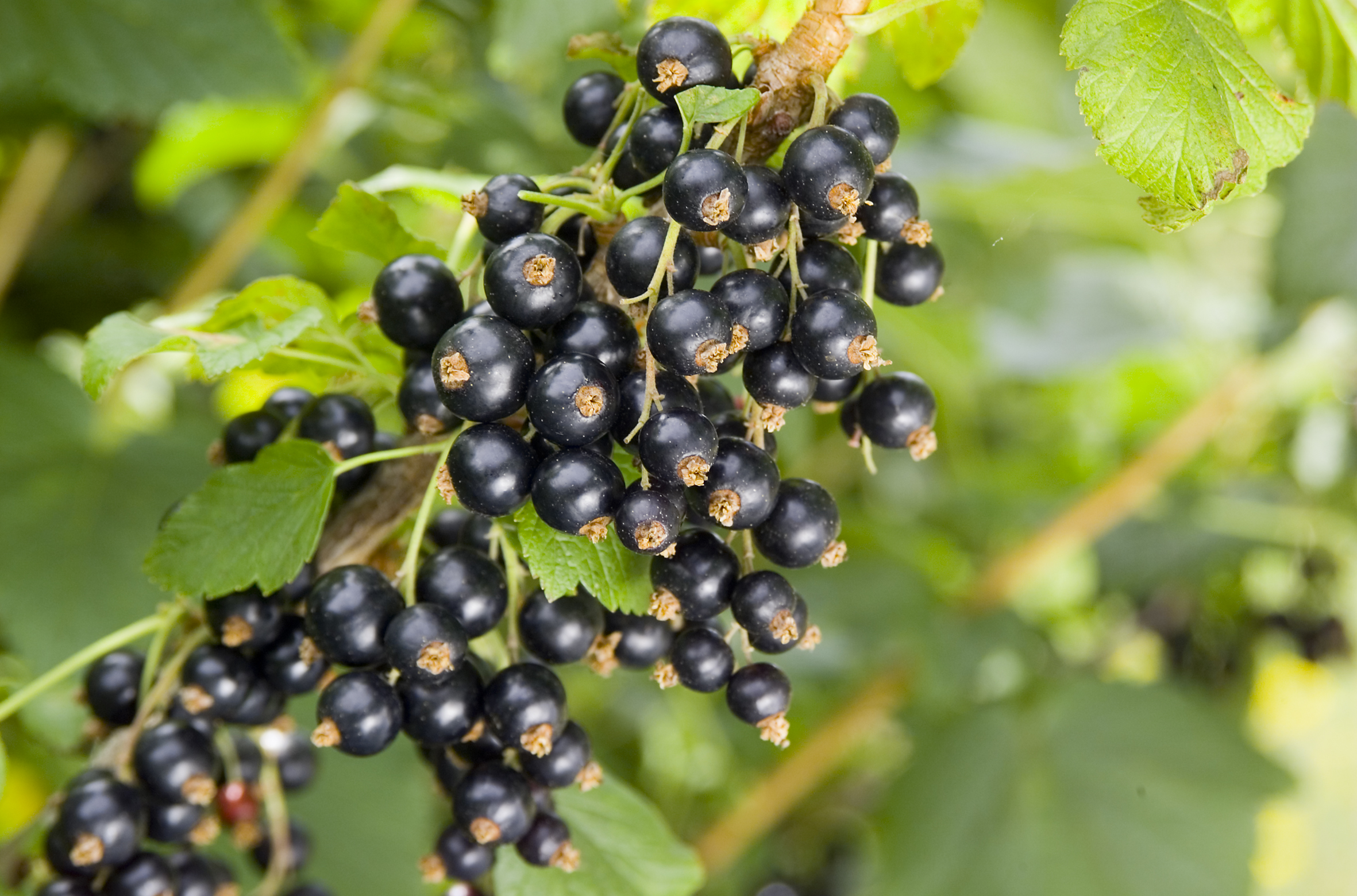 Смородина какие сорта крупные. Смородина душистая ribes odoratum. Смородина черная Детскосельская. Черная смородина на штамбе. Саженцы черной смородины.